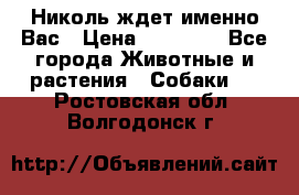 Николь ждет именно Вас › Цена ­ 25 000 - Все города Животные и растения » Собаки   . Ростовская обл.,Волгодонск г.